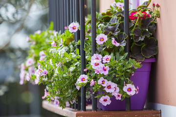 horizontal image with detail of a pink flower pot exposed in a balcony