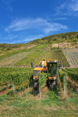 Vollernter bei der Arbeit