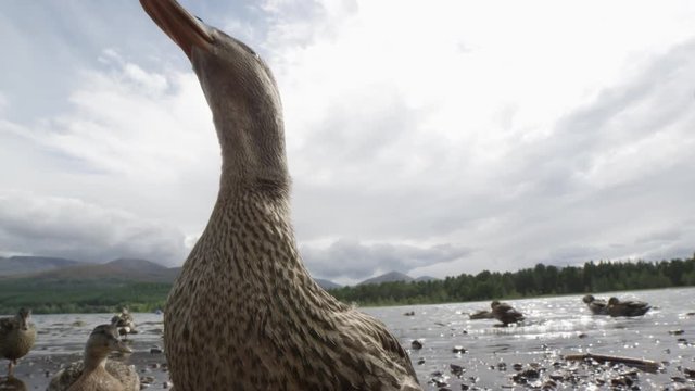 ducks at a scotish lake