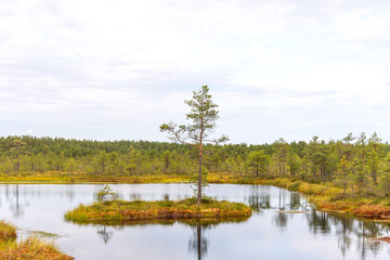 Viru bog (Viru raba) in the Lahemaa National Park in Estonia.