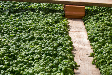 horizontal image with detail of green colored basil plants