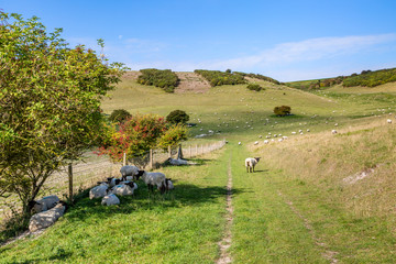 A pathway in the South Downs in Sussex with sheep grazing in the surrounding countryside