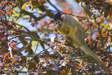 Black-capped squirrel monkey (Saimiri boliviensis) on tree