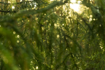 blurry sunny green abstract background - defocused drops on tree branches after rain in sunlight