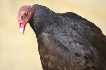 Closeup Turkey vulture (Cathartes aura) seen from behind