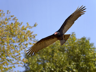 Naklejka premium Turkey vulture (Cathartes aura) in flight seen from below