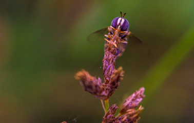 hoverfly