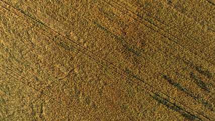Aerial view of the field with autumn harvest. Horizontal pattern from an agricultural crop.