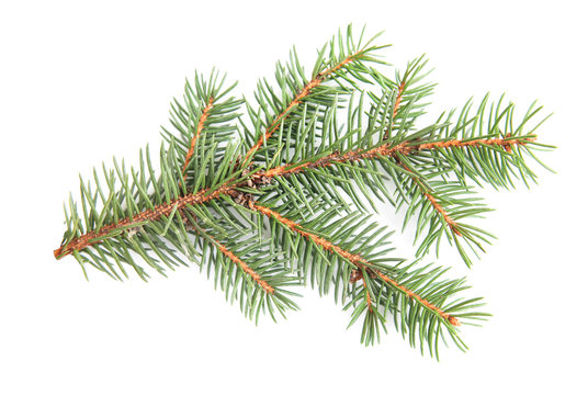 Fir tree branch isolated.