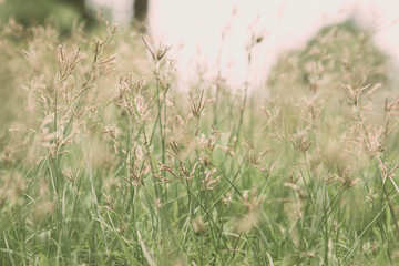 Obraz na płótnie Canvas Close up brown grass flower background, vintage style.