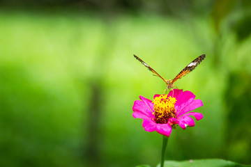 The butterfly eating nectar from the fresh pink flower in the garden.