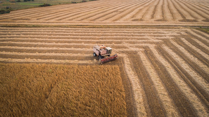 Harvester machine working in field . Combine harvester agriculture machine harvesting golden ripe soybean field. Agriculture. Aerial view. From above.