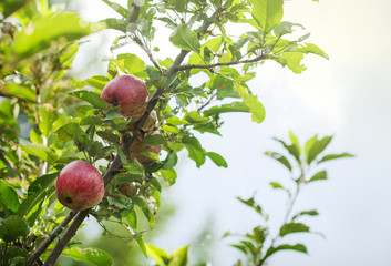 Apple tree