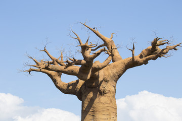 horizontal image of a large tree of Africa called bao bab without leaves with the sky in the...