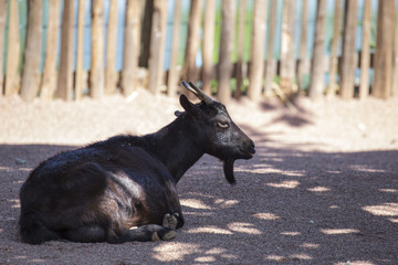 horizontal image of a black little goat sitting..