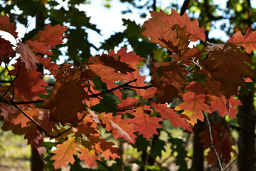 piękne czerwone liście w blasku słońca