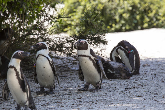 horizontal image of a group of madagascar penguins photographed out of the water in a biopark