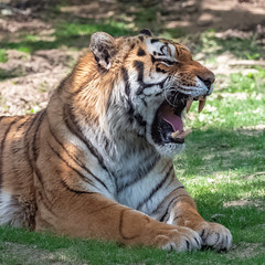 Siberian tiger yawning, portrait 
