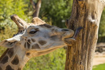 close-up image of a giraffe's face photographed while licking a trunk.