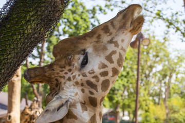image with close-up of a giraffe's face photographed in profile
