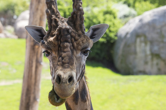 close-up image of a giraffe's face looking towards the photographer with funny expression