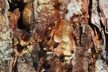 Pine Resin flows through the bark of the trunk. Tears of a tree on the trunk of a wild tree. 