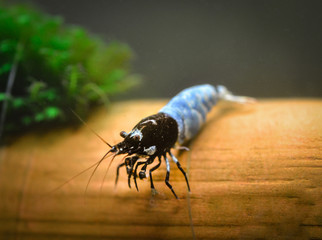 Caridina Shadow panda
