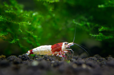 Caridina Taiwan bee aquarium shrimp