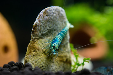 Taiwan bee shrimp, Blue bolt