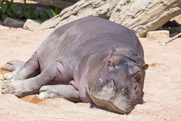 amusing horizontal image of a lying hippo relaxing in a park.