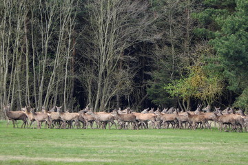 Rudel Kahlwild und Rotwild in freier Natur auf einer Wiese
