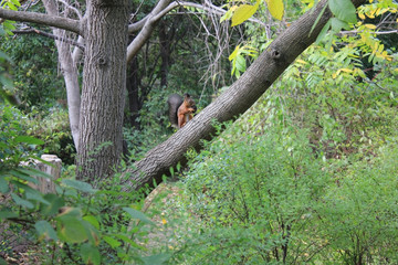 Fototapeta na wymiar squirrel in the forest