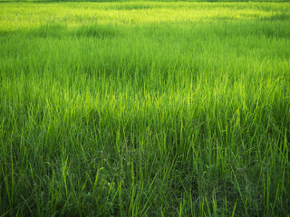 Green meadow alternating yellow Show the integrity of the environment.