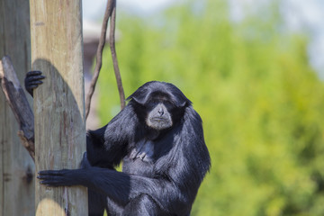 Fototapeta premium horizontal image of a black-colored monkey called gibbon photographed in a biopark.