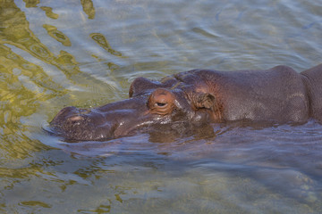 image with detail of a hippopotamus photographed while in the water in a biopark