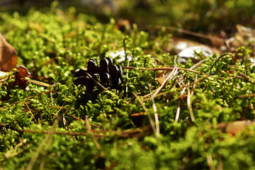 Fototapety na wymiar - Fototapeta24.pl