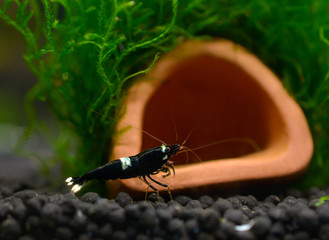 Caridina Taiwan Bee 