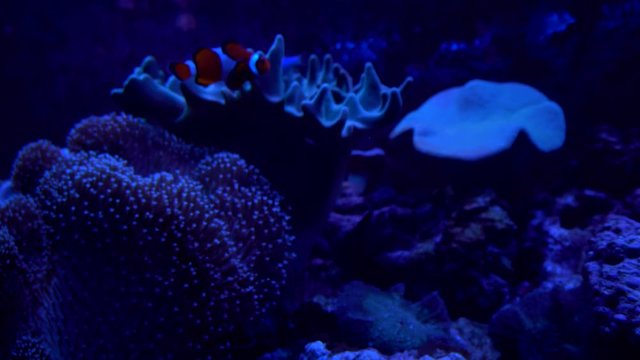 A red-and-white clown fish swims close to its anemone.