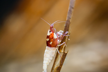 Caridina Taiwan bee 