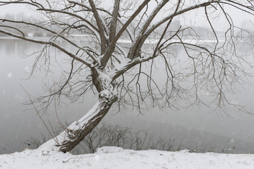winter tree shore