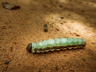 tropische Tierwelt in Kambodscha