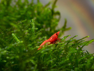 Red Sakura shrimp, Neocaridina davidi