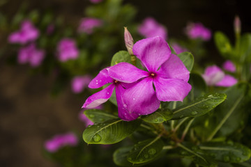 pink flower in the garden after the rain 