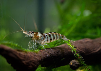 Caridina Babaulti, Zebra shrimp