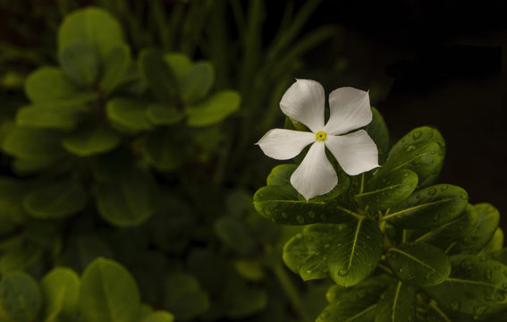 white flower after the rain