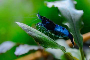 Blue neocaridina 