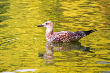 Seagull on a beautiful lake 