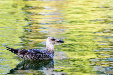 Seagull on a beautiful lake 