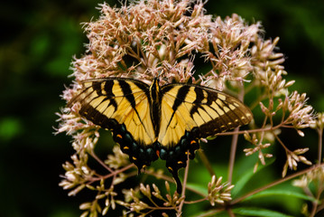Tiger Swallow Tail Butterfly on Milkweed plant