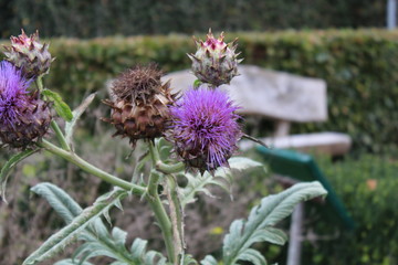 an artichoke before flowering